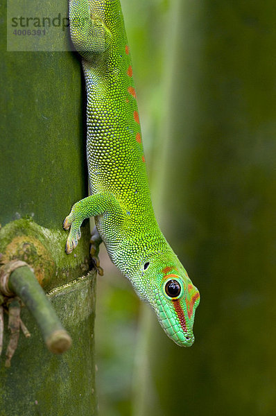 Großer Madagaskar-Taggecko (Phelsuma madagascariensis)  Masoala Regenwald  Zoo Zürich  Schweiz  Europa