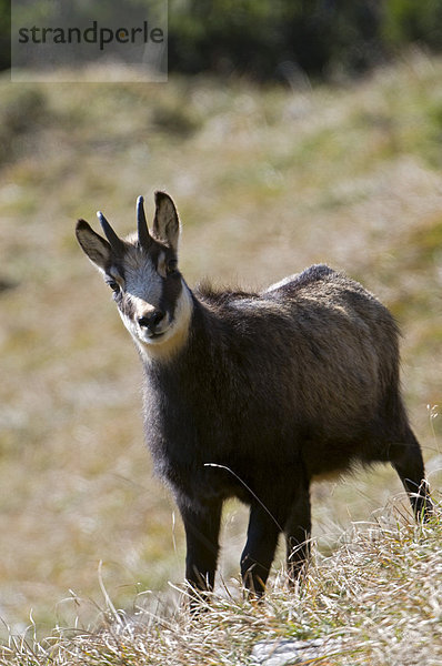 Gämse (Rupicapra rupicapra)  Mondscheinspitze  Karwendel  Tirol  Österreich  Europa