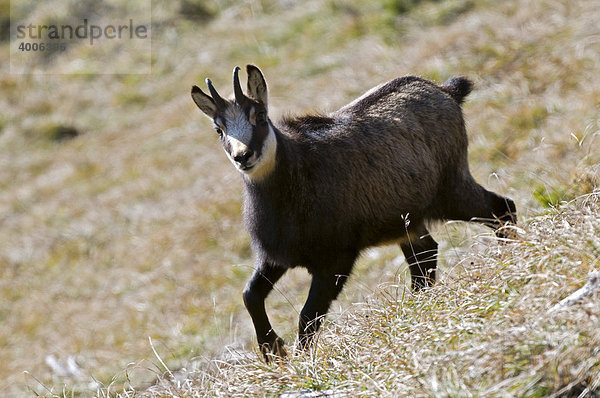 Gämse (Rupicapra rupicapra)  Mondscheinspitze  Karwendel  Tirol  Österreich  Europa