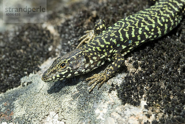 Mauereidechse (Podarcis muralis)  Marciana  Insel Elba  Italien  Europa