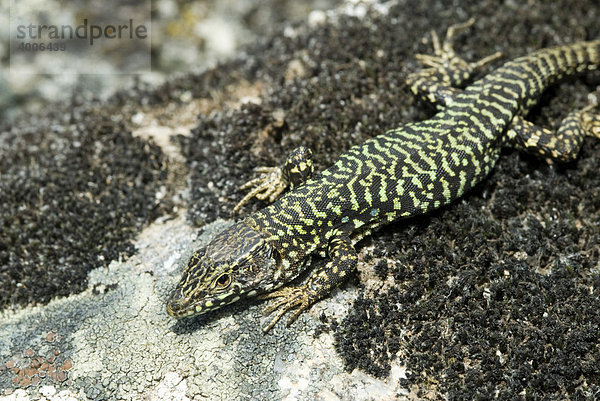 Mauereidechse (Podarcis muralis)  Marciana  Insel Elba  Italien  Europa