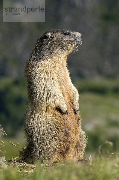 Murmeltier (Marmota marmota)  Nationalpark Hohe Tauern  Kärnten  Österreich  Europa