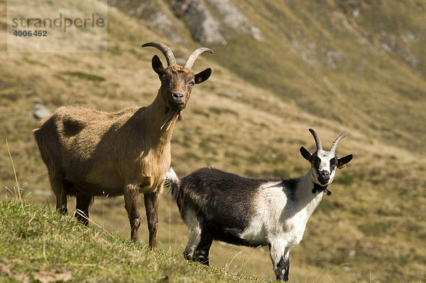 Passeierer Gebirgsziegen  Ober-Glanegg Alm  Timmelsjoch  Hinterpasseier  Südtirol  Italien  Europa