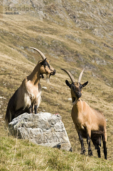 Passeierer Gebirgsziegen  Ober-Glanegg Alm  Timmelsjoch  Hinterpasseier  Südtirol  Italien  Europa