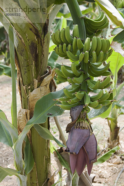Blüte des Bananenbaumes  Bananen (Musa  Musaceae)