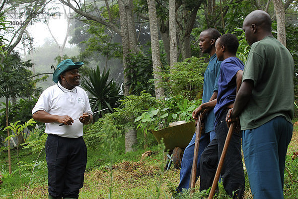 Wiederaufforstung des Regenwaldes auf der Irente-Farm in den Usambara-Bergen  Tansania  Afrika