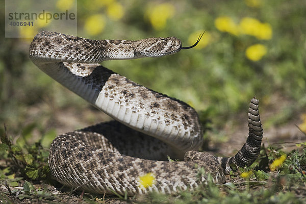 Westliche Diamant-Klapperschlange (Crotalus atrox)  Alttier in Angriffshaltung zwischen Blumen  Sinton  Corpus Christi  Texas  USA