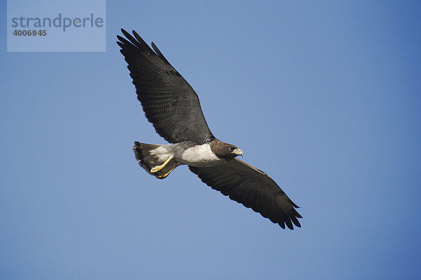 Weißschwanzbussard (Buteo albicaudatus)  fliegender Altvogel  Sinton  Corpus Christi  Texas  USA