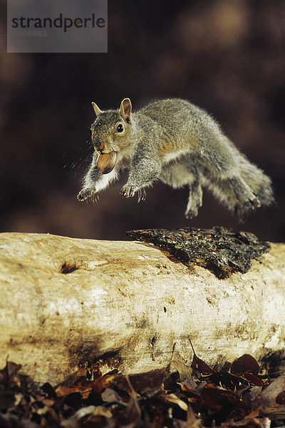 Grauhörnchen (Sciurus carolinensis)  springendes Alttier mit Eichel im Maul  Raleigh  Wake County  North Carolina  USA