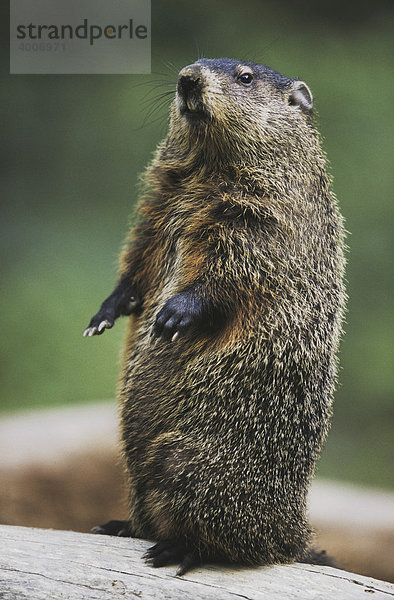 Waldmurmeltier (Marmota monax)  stehendes Alttier  Raleigh  Wake County  North Carolina  USA