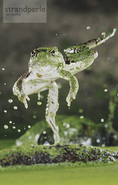 Rio Grande Leopard Frog (Rana berlandieri)  springendes Alttier  Rio Grande Tal  Texas  USA