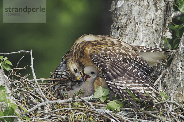 Rotschulterbussard (Buteo lineatus)  Altvogel im Nest bedeckt ein Küken mit den Flügeln und putzt es  Raleigh  Wake County  North Carolina  USA