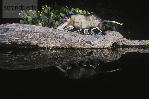 Virginia-Opossum (Didelphis virginiana)  Alttier geht bei Nacht über einen Baumstamm an einem Wüstenteich  Spiegelung  Rio Grande Tal  Texas  USA