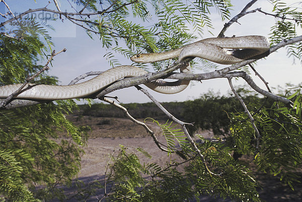 Westliche Kutscherpeitschennatter (Masticophis flagellum testaceus)  Alttier klettert in Mesquite-Baum  Rio Grande Tal  Texas  USA