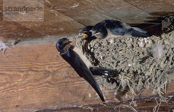 Rauchschwalbe (Hirundo rustica)  Altvogel füttert Küken im Nest in einer Scheune  Oberägeri  Zug  Schweiz  Europa
