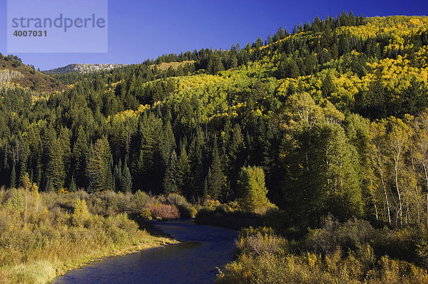 White River Fluss und Espen in Herbstfarben  Flat Tops Wilderness  Colorado  USA