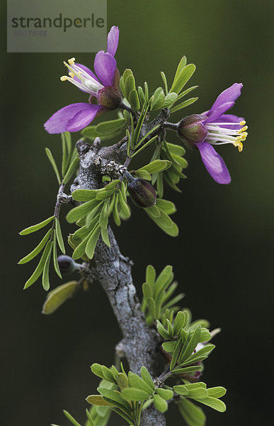 Guajak (Guaiacum angustifolium)  Blüte  Starr County  Rio Grande Tal  Texas  USA