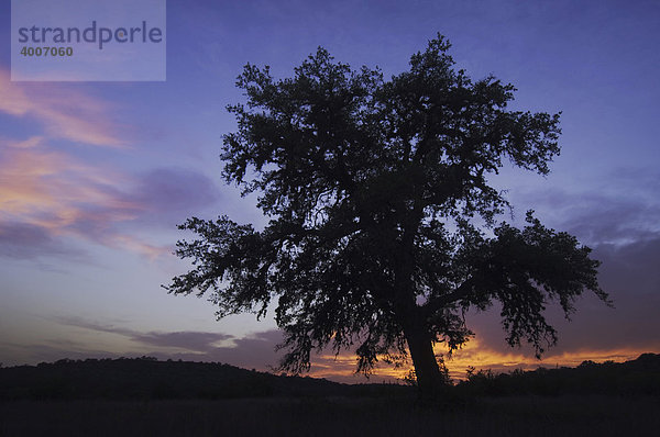 Virginia-Eiche (Quercus virginiana) bei Sonnenuntergang  Uvalde County  Hill Country  Texas  USA