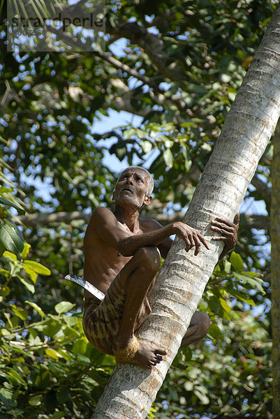 Alter Singhalese klettert auf eine Kokospalme  Ceylon  Sri Lanka  Südasien  Asien