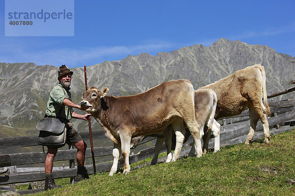 Almhirte auf der Gleirsch Alm  Sellrain  Sellrainer Gruppe  Tirol  Österreich  Europa