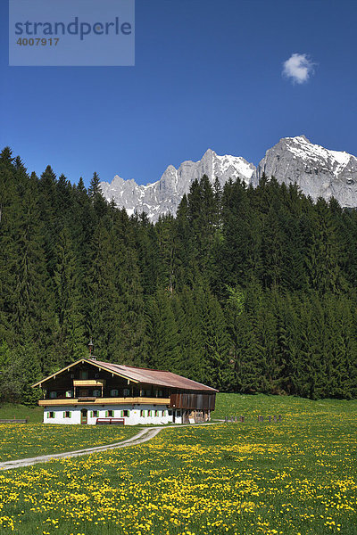 Bauernhof zwischen Going und St. Johann  Löwenzahnwiese im Frühling  Wilder Kaiser  Tirol  Österreich  Europa