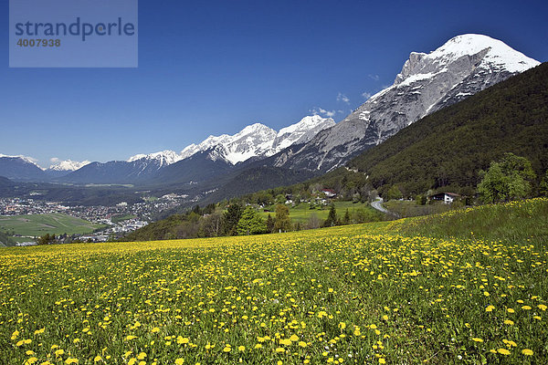 Blick ins Inntal  Telfs  Hohe Munde  Mieminger Gebirge  Löwenzahnwiese  Frühling  Tirol  Österreich  Europa