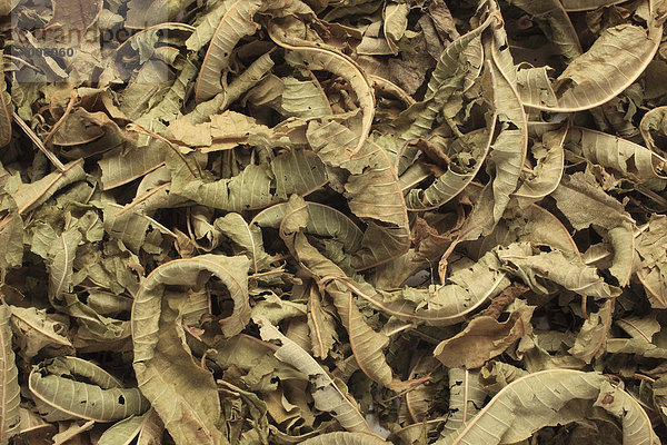 Getrocknete Blätter der Heilpflanze Echtes Eisenkraut (Verbena officinalis)