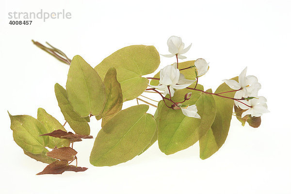 Heilpflanze und Aphrodisiakum Elfenblume  Ziegenkraut  Yin Yang Huo (Epimedium grandiflorum  macranthum)
