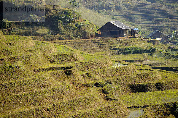 Reisterrassen mit Hütte  Bac Ha  Nordvietnam  Südostasien