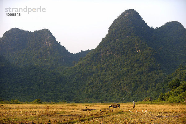 Bauer mit Ochse vor Karstbergen  Ninh Binh  Nordvietnam  Südostasien