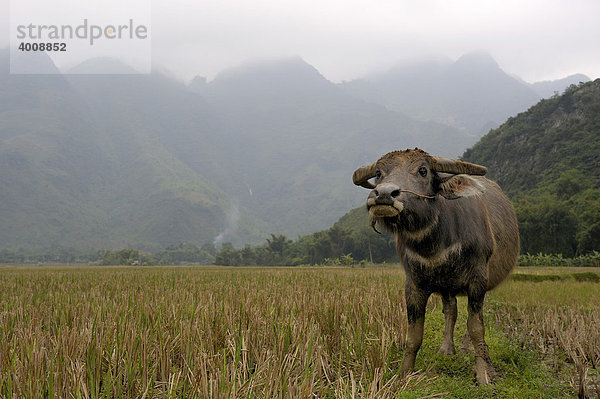 Wasserbüffel vor Karstbergen  trockene Halongbucht  Nationalpark TamCoc  Ninh Binh  Nordvietnam  Südostasien