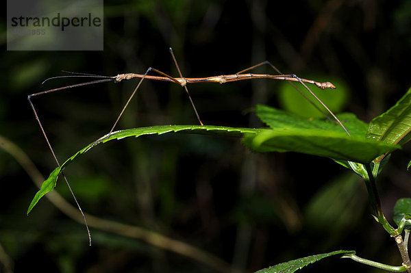 Riesen-Stabschrecke (Phobaeticus serratipes) auf Blatt  Cuc Phuong Nationalpark  Ninh Binh  Nordvietnam  Südostasien