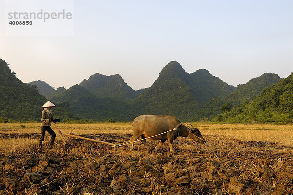 Bauer mit Ochse beim Pflügen vor Karstbergen  Ninh Binh  Nordvietnam  Südostasien