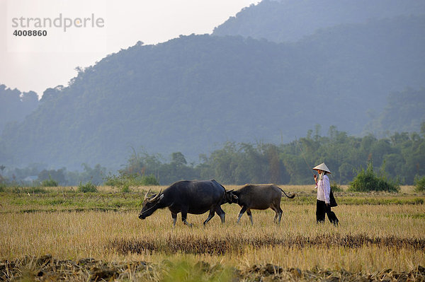 Bauer mit Ochsen vor Karstbergen  Ninh Binh  Nordvietnam  Südostasien