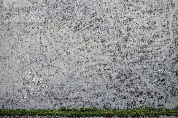 Reisfelder  trockene Halong Bucht  Hanoi  Nordvietnam  Südostasien