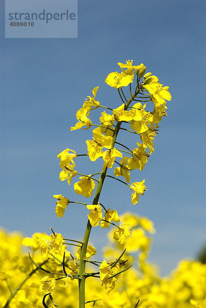 Rapsblüte (Brassica napus)