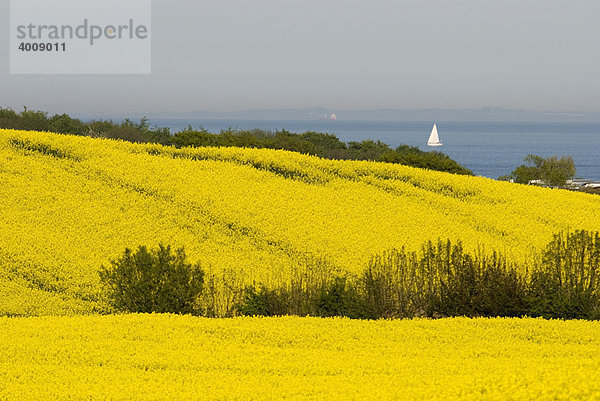 Blick auf Landschaft mit einem blühendem Rapsfeld (Brassica napus) in Ostholstein mit Ostsee  Norddeutschland  Schleswig-Holstein  Deutschland  Europa