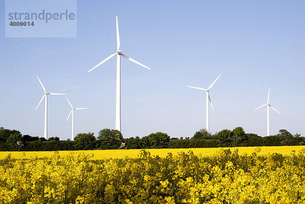 Windkraftanlagen in einem blühenden Rapsfeld (Brassica napus)  Norddeutschland  Schleswig-Holstein  Deutschland  Europa