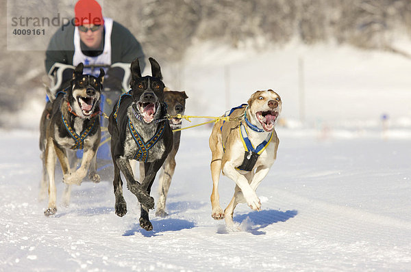 Ein Mann als Musher mit seinen Schlittenhunden der Rasse Siberian Huskys bei einem Rennen auf Schnee im Winter