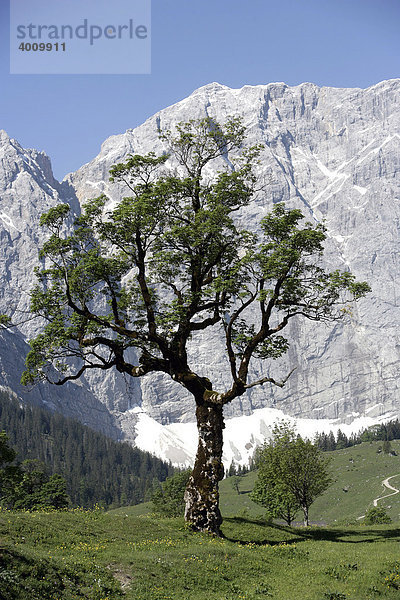 Bergahorn (Acer pseudoplatanus) im Großen Ahornboden im Karwendelgebirge in Eng  Tirol  Österreich  Europa