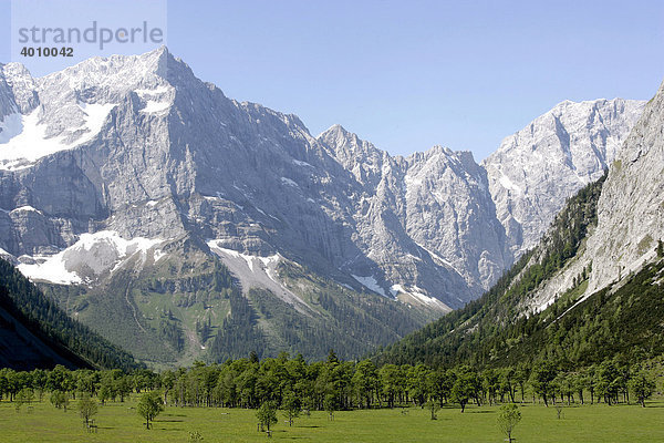 Bergahorn (Acer pseudoplatanus) im Großen Ahornboden im Karwendelgebirge in Eng  Tirol  Österreich  Europa