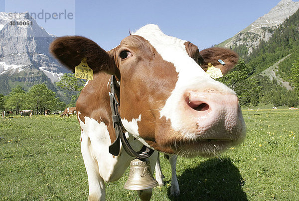 Kuh auf einer Weide im Großen Ahornboden im Karwendelgebirge in Eng  Tirol  Österreich  Europa