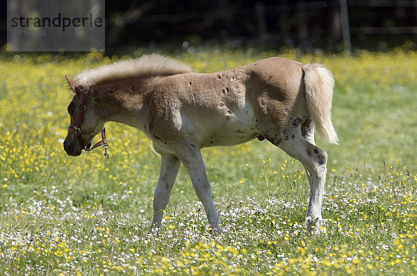 Haflinger Fohlen (Equus caballus) auf einer Weide in Eng  Tirol  Österreich  Europa