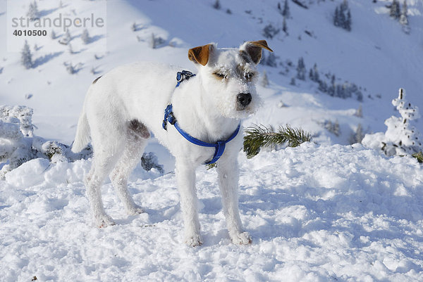 Parson Russell Terrier in Winterlandschaft  Bayerische Alpen  Deutschland  Europa