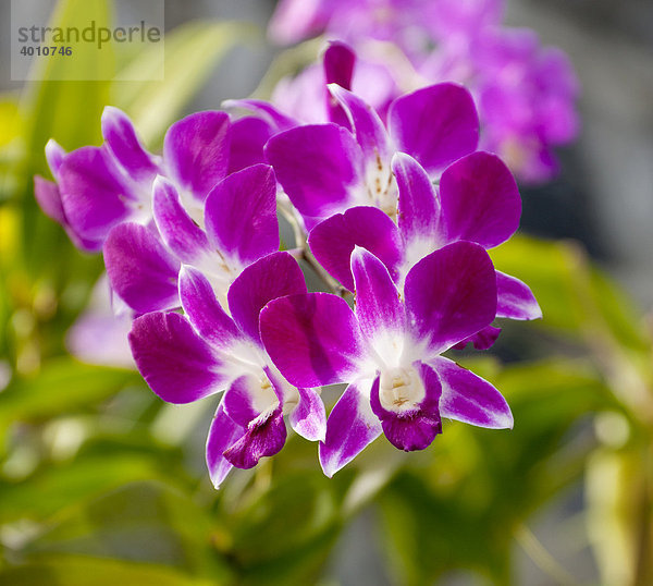 Blühende Orchidee Insel Phuket Südthailand Thailand Südostasien Asien