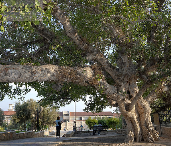Uralter Maulbeerfeigenbaum  Sykomore (Ficus sycomorus)  vor dem Kloster Agia Napa  auch Ayia Napa  Südzypern  Ostküste  Zypern  Europa