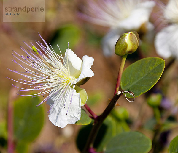 Blüte und Knospe der Kapern-Pflanze  Echter Kapernstrauch (Capparis spinosa)  Mittelmeerregion  Zypern  Europa