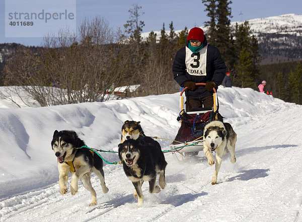 Kind fährt ein Hundeschlittenrennen mit einem Schlittenhundegespann  Alaskan Huskies  Copper Haul Twister Dog Sled Race  Yukon Territory  Kanada