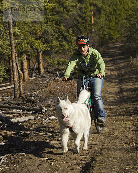 Husky  junge Frau lässt sich von ihrem Hund auf dem Fahrrad ziehen  Mountainbike  Yukon Territory  Kanada  Nordamerika