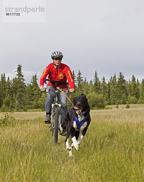 Labrador-Mix zieht ein Mountainbike mit einer Frau beim Bikejöring  Hundesport  Mushing  Schlittenhunde-Rennen auf dem Trockenen  Yukon Territory  Kanada